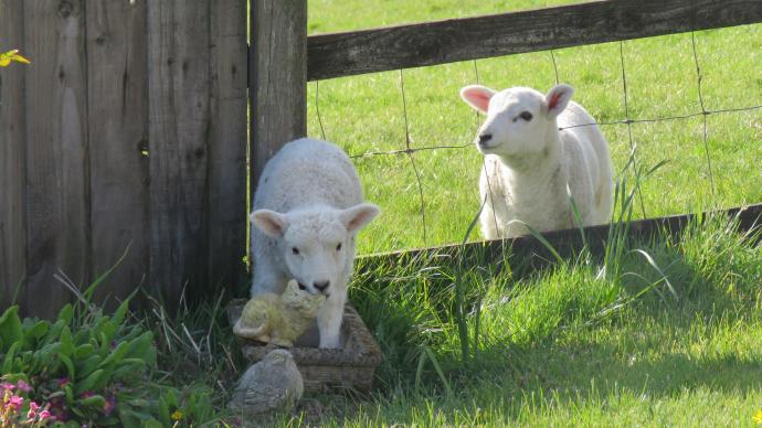 Lambs escaping