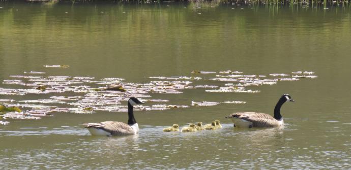 Geese and goslings swimming